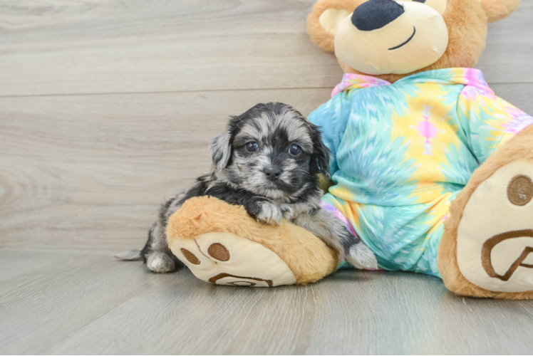 Little Shihpoo Poodle Mix Puppy