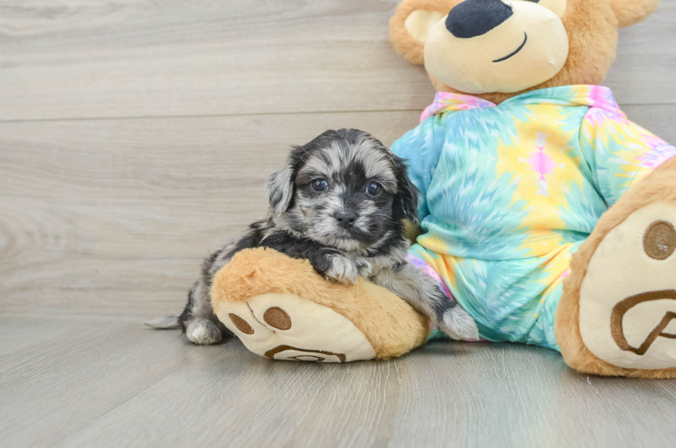 5 week old Shih Poo Puppy For Sale - Simply Southern Pups