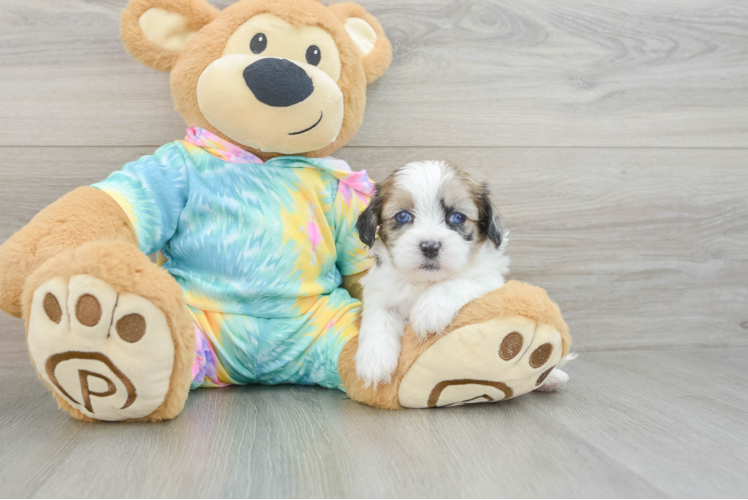 Shih Poo Puppy for Adoption