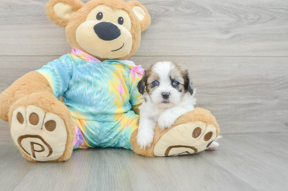 5 week old Shih Poo Puppy For Sale - Simply Southern Pups