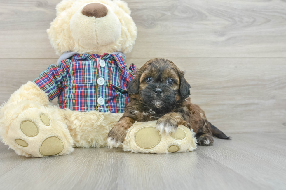 Playful Shihpoo Poodle Mix Puppy