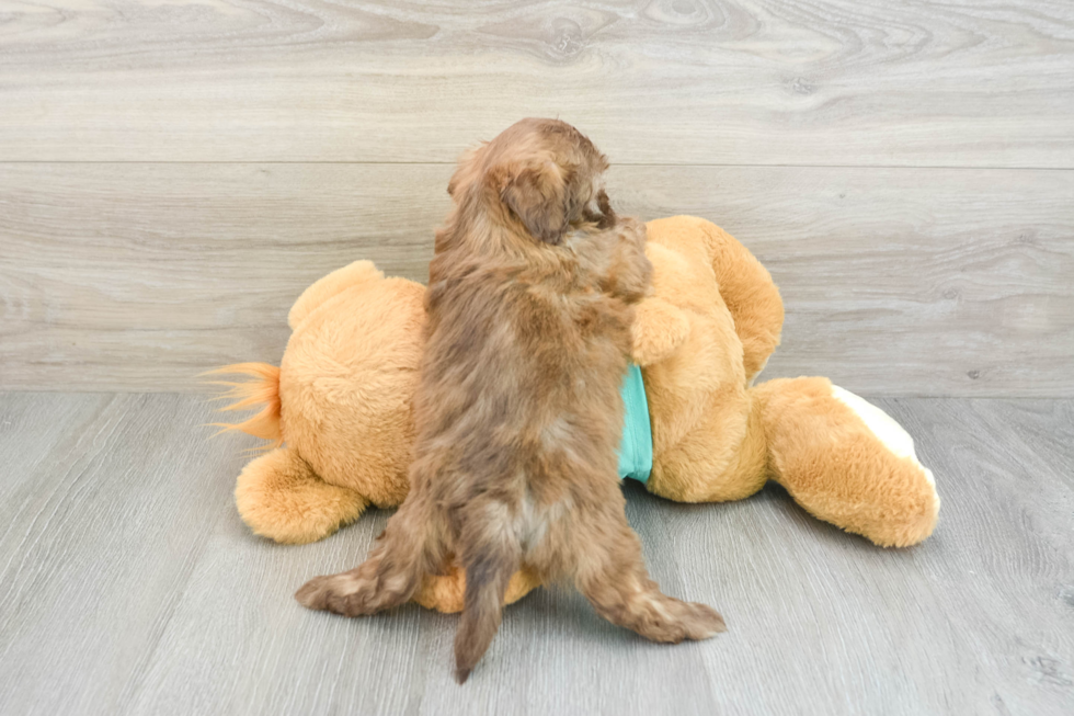 Adorable Shih Poo Poodle Mix Puppy