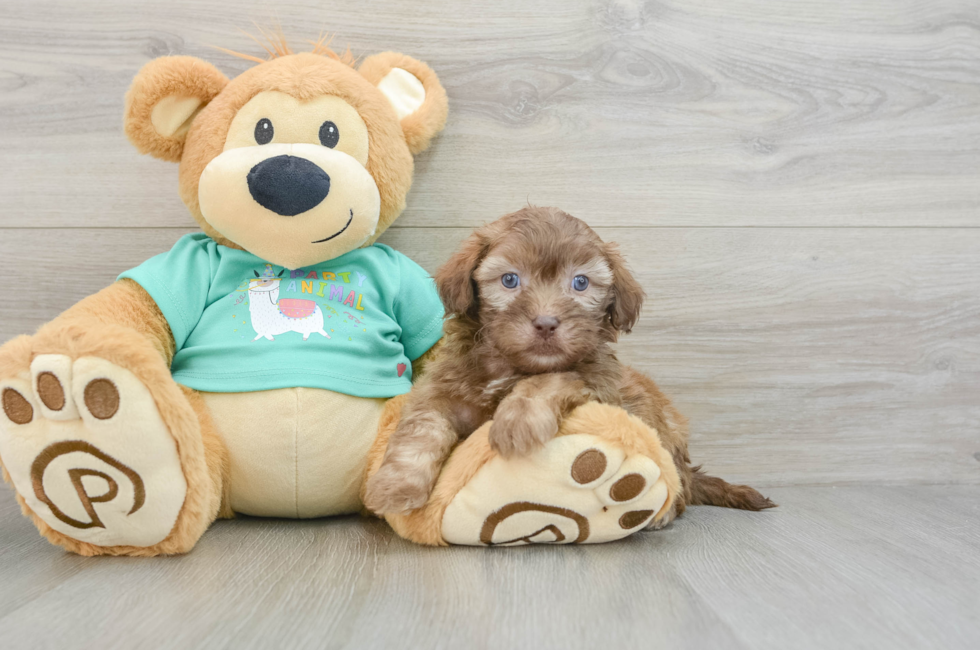 8 week old Shih Poo Puppy For Sale - Simply Southern Pups