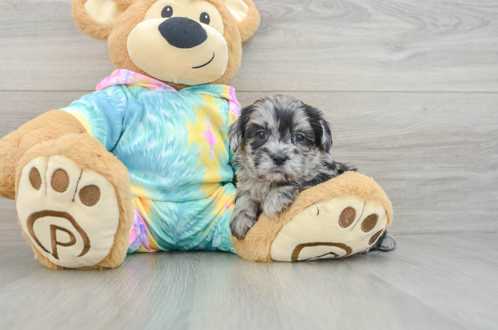 5 week old Shih Poo Puppy For Sale - Simply Southern Pups