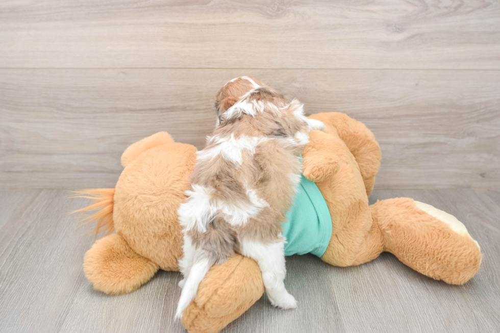 Shih Poo Puppy for Adoption