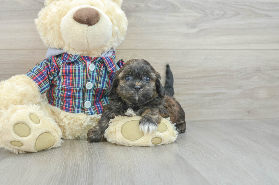 7 week old Shih Poo Puppy For Sale - Simply Southern Pups