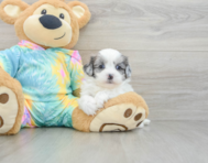 7 week old Shih Poo Puppy For Sale - Simply Southern Pups
