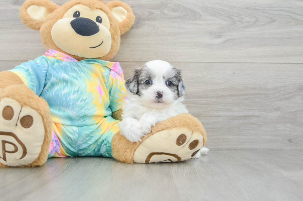 5 week old Shih Poo Puppy For Sale - Simply Southern Pups