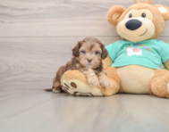 5 week old Shih Poo Puppy For Sale - Simply Southern Pups