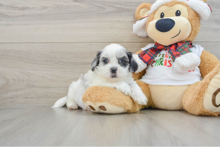 Shih Poo Puppy for Adoption