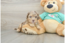 Best Shih Poo Baby