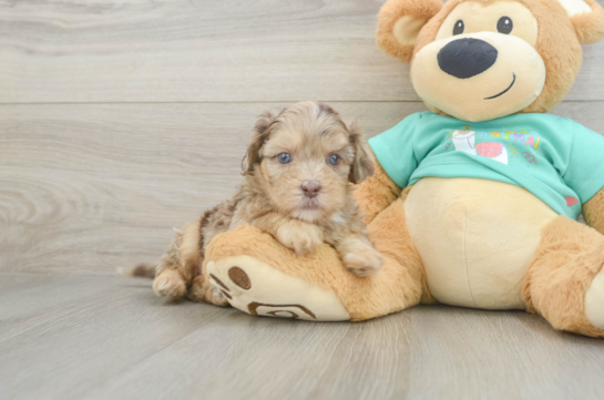 Best Shih Poo Baby