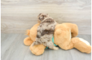 Hypoallergenic Shihpoo Poodle Mix Puppy