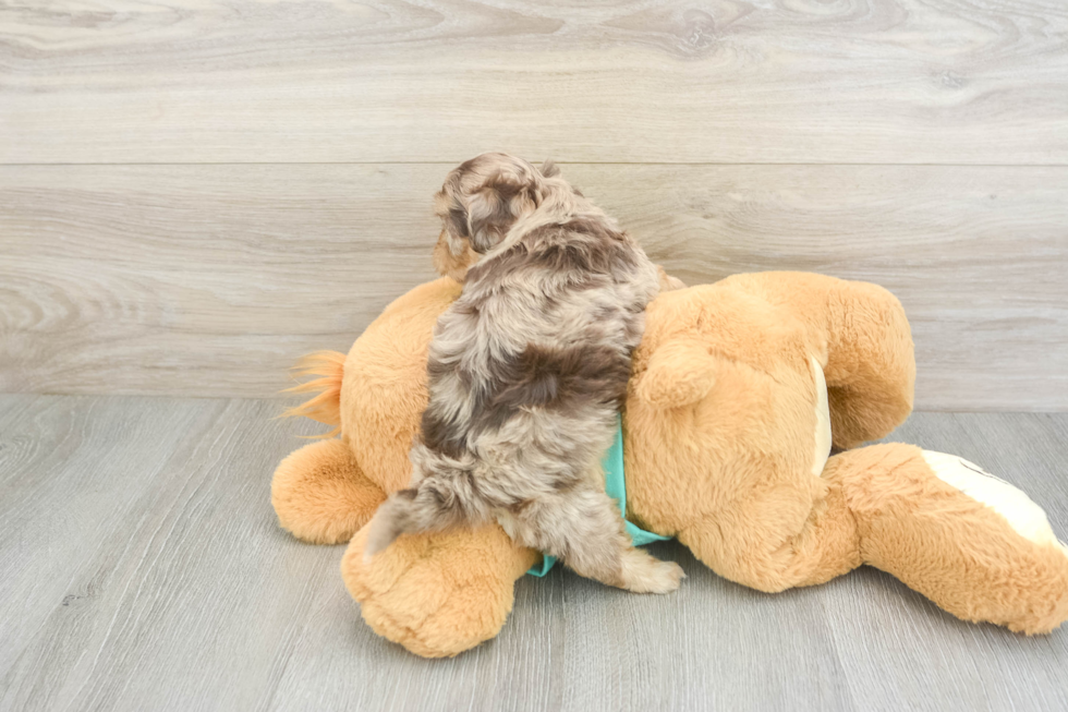 Hypoallergenic Shihpoo Poodle Mix Puppy