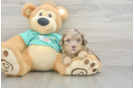 Shih Poo Puppy for Adoption