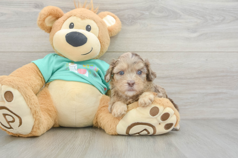 Shih Poo Puppy for Adoption