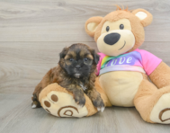 8 week old Shih Poo Puppy For Sale - Simply Southern Pups