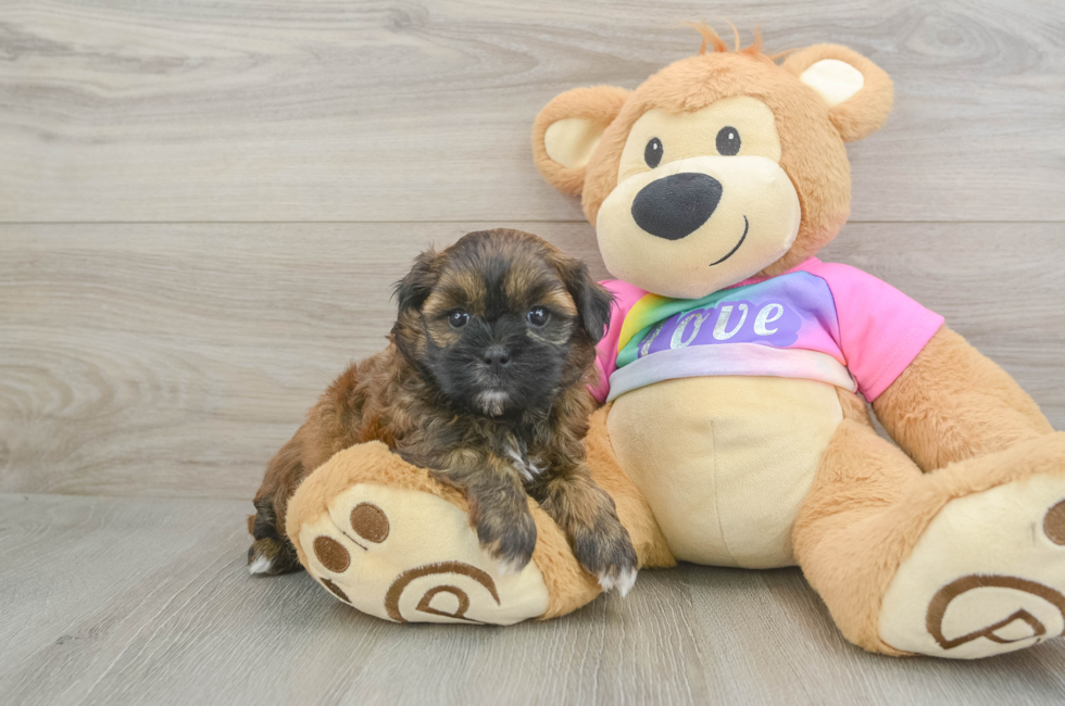 5 week old Shih Poo Puppy For Sale - Simply Southern Pups