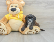 7 week old Shih Poo Puppy For Sale - Simply Southern Pups