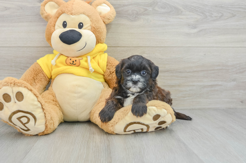 7 week old Shih Poo Puppy For Sale - Simply Southern Pups