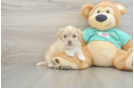 Best Shih Poo Baby