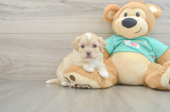 Best Shih Poo Baby