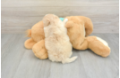 Friendly Shih Poo Baby
