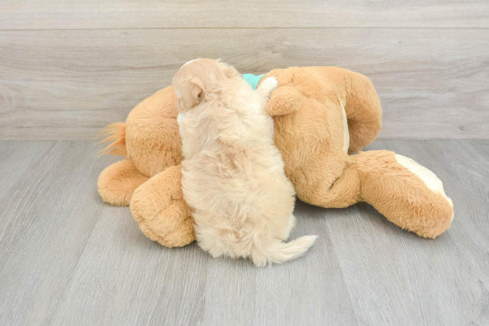 Friendly Shih Poo Baby
