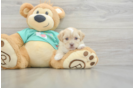 Shih Poo Puppy for Adoption