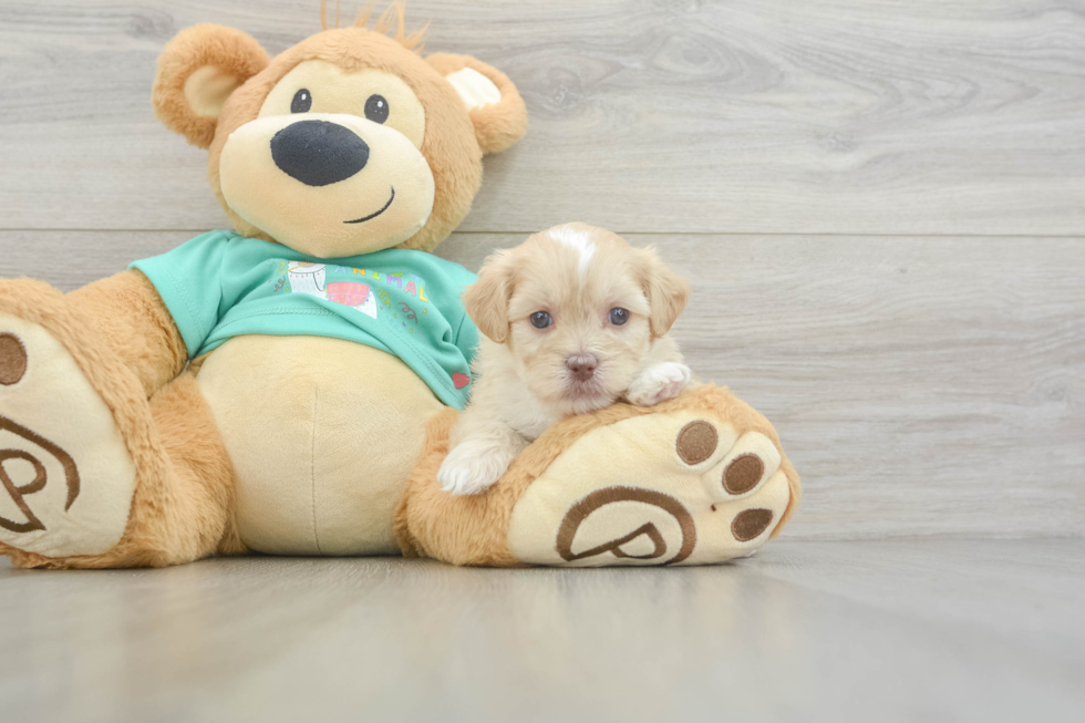 Shih Poo Puppy for Adoption
