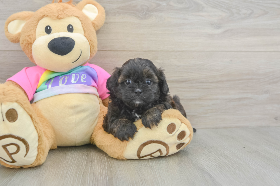 5 week old Shih Poo Puppy For Sale - Simply Southern Pups