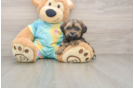 Shih Poo Puppy for Adoption