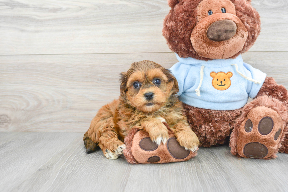 Best Shih Poo Baby