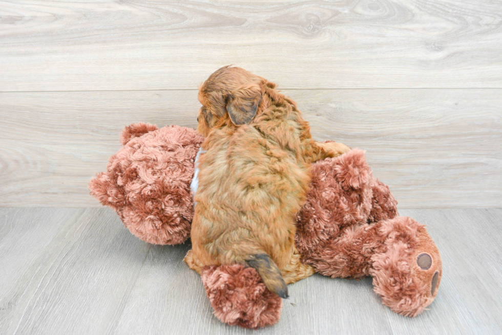 Cute Shih Poo Baby
