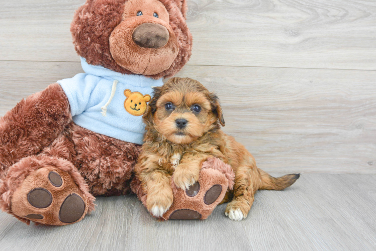 Funny Shih Poo Poodle Mix Pup