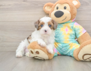 8 week old Shih Poo Puppy For Sale - Simply Southern Pups