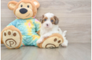 Best Shih Poo Baby