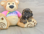 8 week old Shih Poo Puppy For Sale - Simply Southern Pups