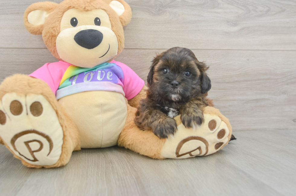 5 week old Shih Poo Puppy For Sale - Simply Southern Pups