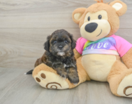 8 week old Shih Poo Puppy For Sale - Simply Southern Pups