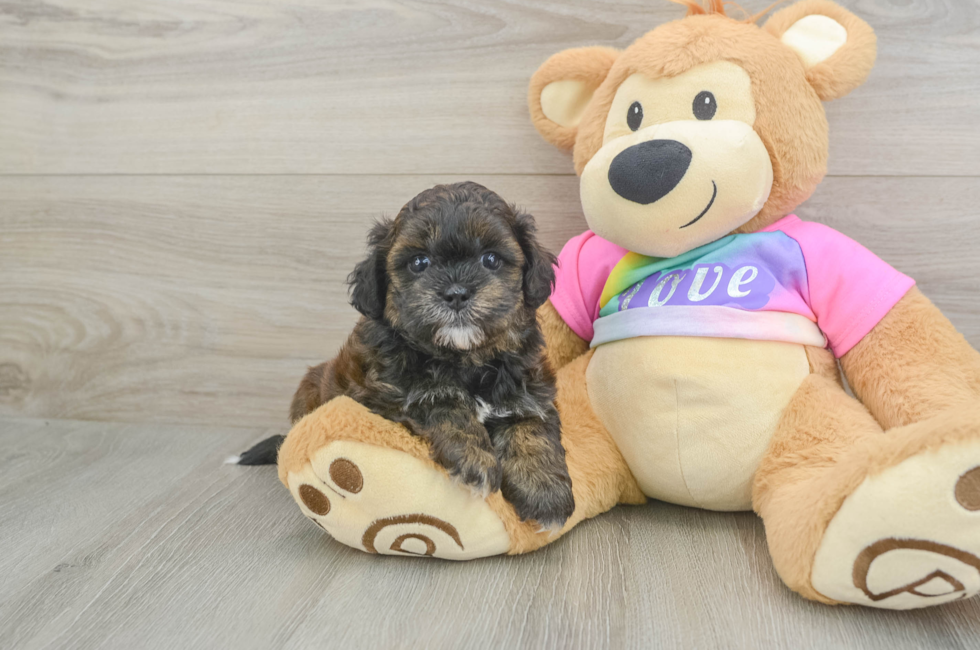5 week old Shih Poo Puppy For Sale - Simply Southern Pups