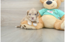 Shih Poo Pup Being Cute