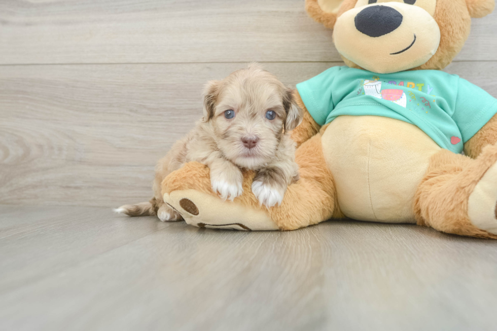 Shih Poo Pup Being Cute