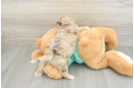 Best Shih Poo Baby