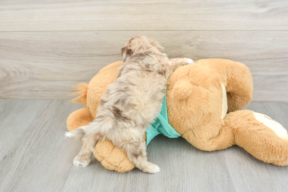 Best Shih Poo Baby