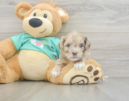 8 week old Shih Poo Puppy For Sale - Simply Southern Pups