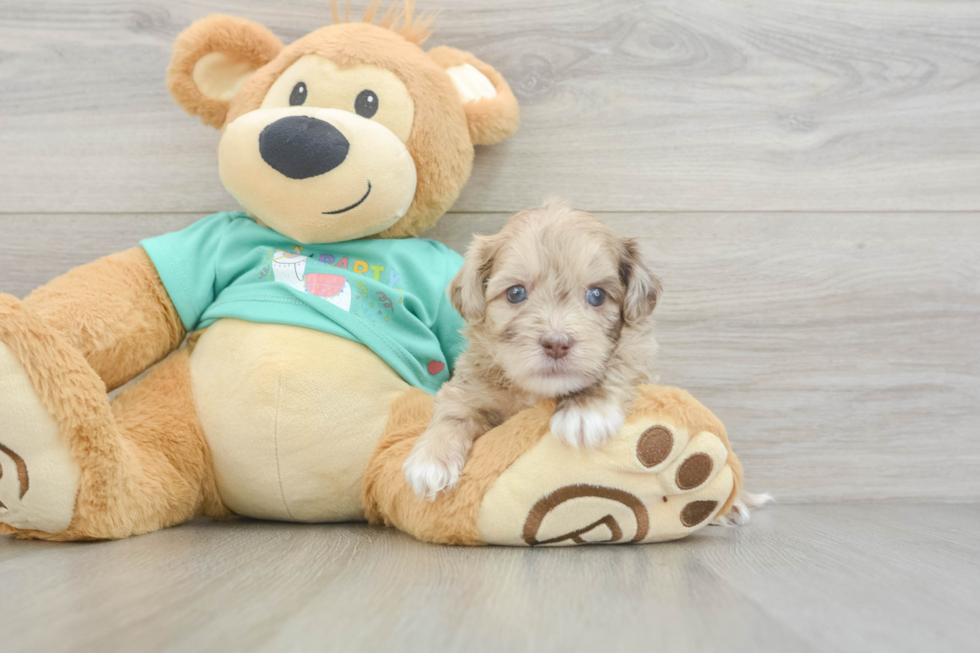 Shih Poo Pup Being Cute