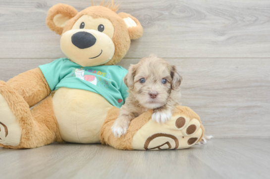 Shih Poo Pup Being Cute