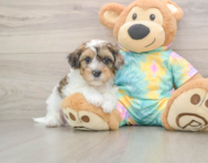 8 week old Shih Poo Puppy For Sale - Simply Southern Pups
