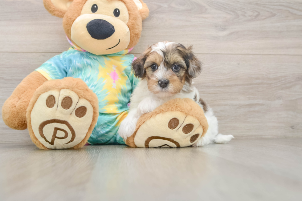 Shih Poo Puppy for Adoption